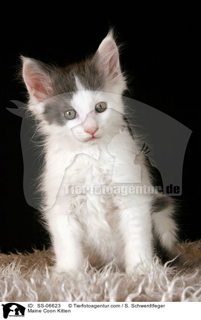 Maine Coon Ktzchen / Maine Coon Kitten / SS-06623