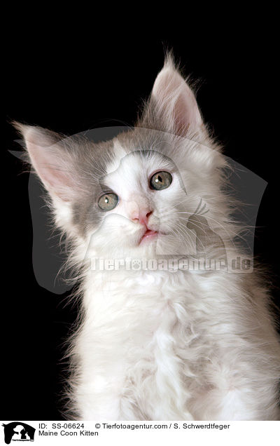 Maine Coon Ktzchen / Maine Coon Kitten / SS-06624