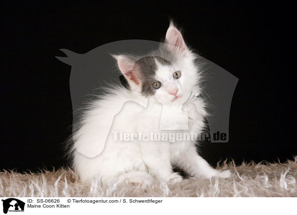 Maine Coon Ktzchen / Maine Coon Kitten / SS-06626