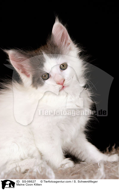 Maine Coon Ktzchen / Maine Coon Kitten / SS-06627