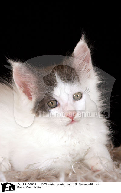 Maine Coon Ktzchen / Maine Coon Kitten / SS-06628