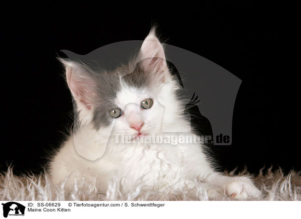 Maine Coon Kitten / SS-06629