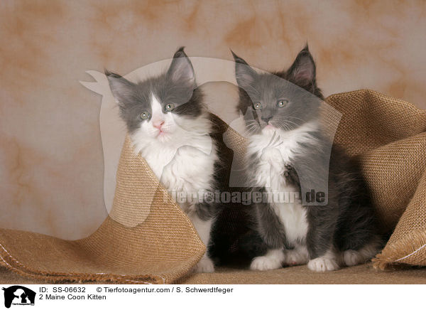 2 Maine Coon Ktzchen / 2 Maine Coon Kitten / SS-06632