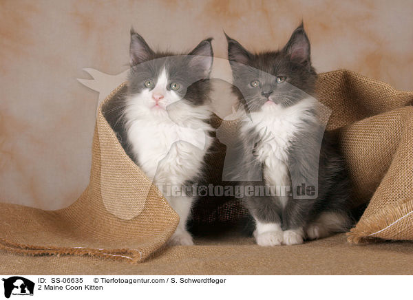 2 Maine Coon Ktzchen / 2 Maine Coon Kitten / SS-06635