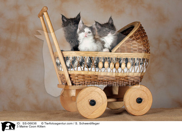 3 Maine Coon Ktzchen / 3 Maine Coon Kitten / SS-06636