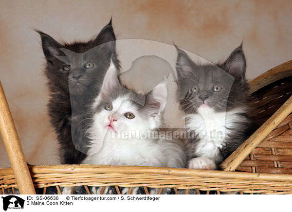 3 Maine Coon Kitten / SS-06638