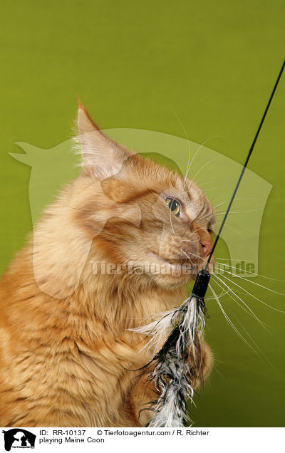 spielende Maine Coon / playing Maine Coon / RR-10137