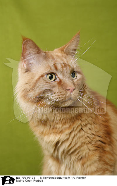 Maine Coon Portrait / Maine Coon Portrait / RR-10138