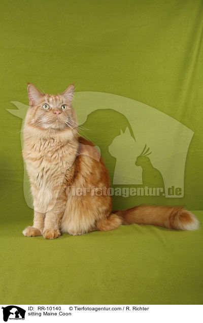 sitzende Maine Coon / sitting Maine Coon / RR-10140