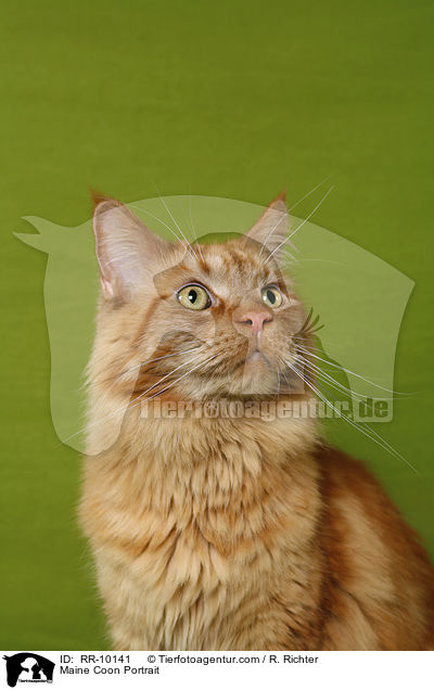 Maine Coon Portrait / Maine Coon Portrait / RR-10141