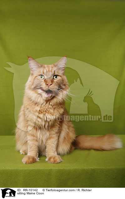 sitzende Maine Coon / sitting Maine Coon / RR-10142