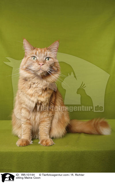 sitzende Maine Coon / sitting Maine Coon / RR-10144