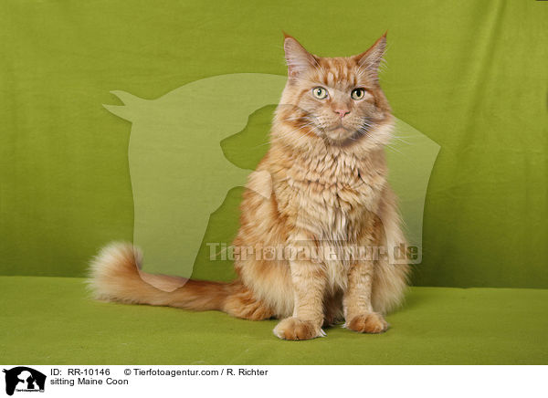 sitzende Maine Coon / sitting Maine Coon / RR-10146