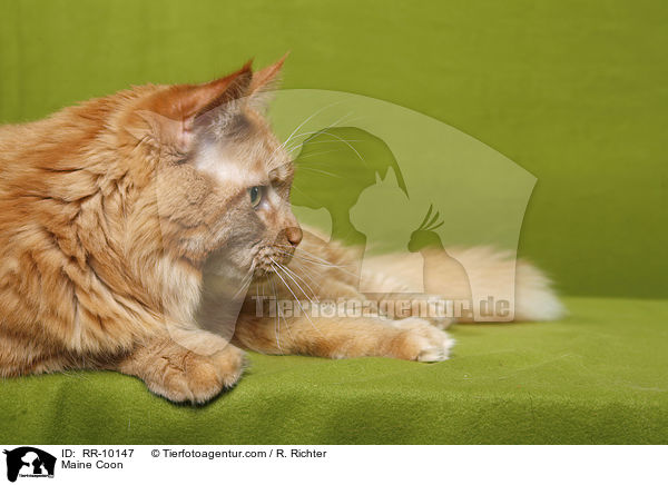 Maine Coon / Maine Coon / RR-10147