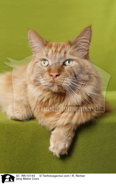 liegende Maine Coon / lying Maine Coon / RR-10149