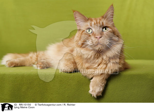 liegende Maine Coon / lying Maine Coon / RR-10150