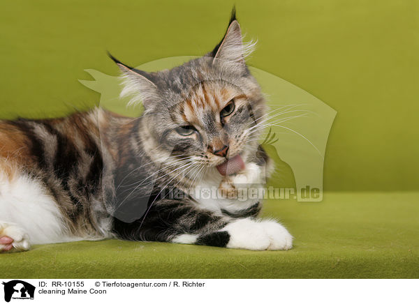sich putzende Maine Coon / cleaning Maine Coon / RR-10155