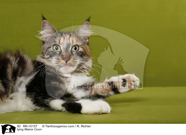liegende Maine Coon / lying Maine Coon / RR-10157