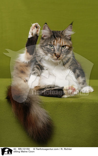 sitzende Maine Coon / sitting Maine Coon / RR-10159