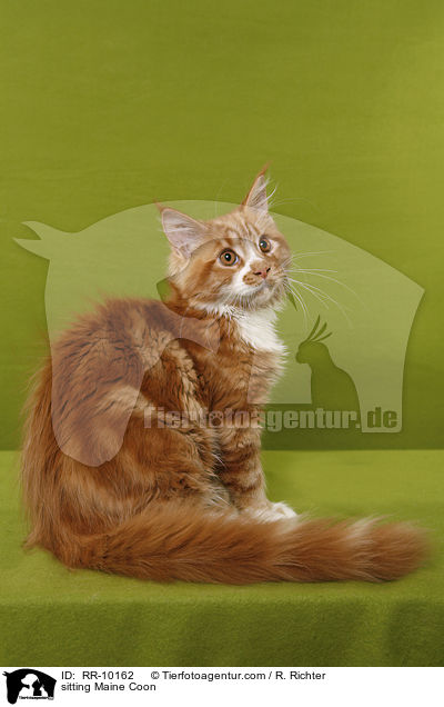 sitzende Maine Coon / sitting Maine Coon / RR-10162