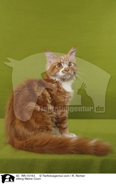 sitzende Maine Coon / sitting Maine Coon / RR-10163
