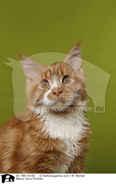 Maine Coon Portrait / Maine Coon Portrait / RR-10165