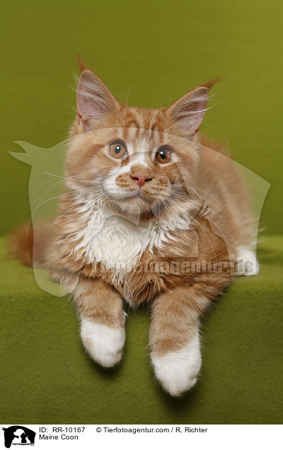 Maine Coon / Maine Coon / RR-10167