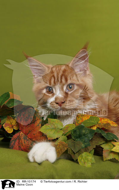 Maine Coon / Maine Coon / RR-10174