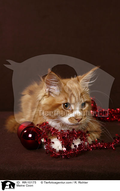 Maine Coon / Maine Coon / RR-10175