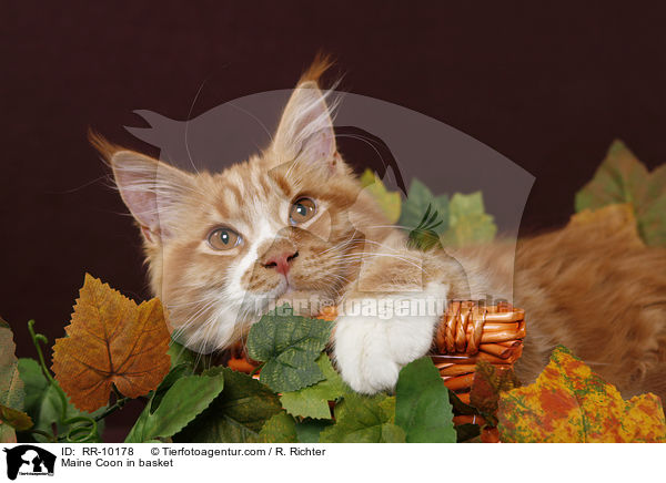 Maine Coon im Krbchen / Maine Coon in basket / RR-10178