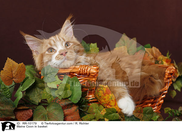 Maine Coon im Krbchen / Maine Coon in basket / RR-10179