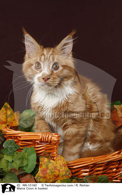 Maine Coon im Krbchen / Maine Coon in basket / RR-10180