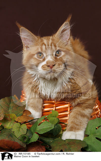 Maine Coon im Krbchen / Maine Coon in basket / RR-10185