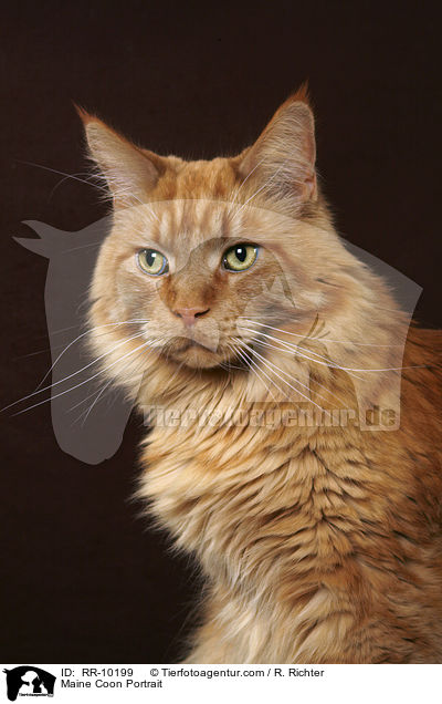 Maine Coon Portrait / Maine Coon Portrait / RR-10199