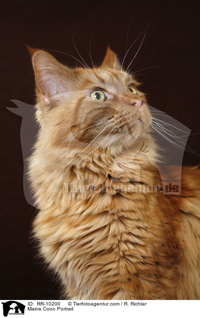 Maine Coon Portrait / Maine Coon Portrait / RR-10200