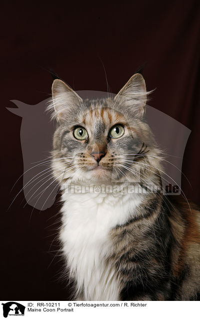 Maine Coon Portrait / Maine Coon Portrait / RR-10211