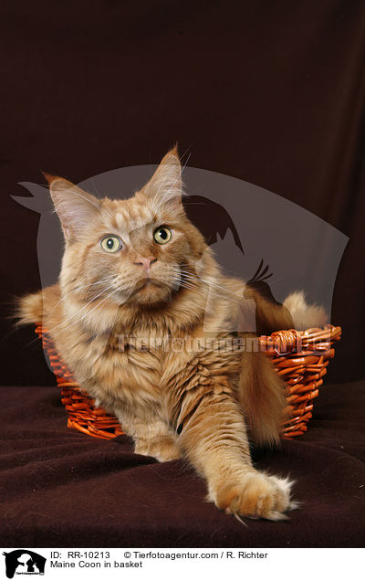 Maine Coon im Krbchen / Maine Coon in basket / RR-10213