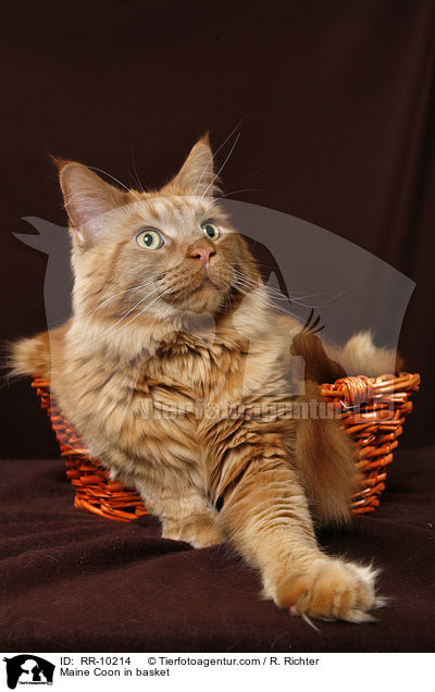 Maine Coon im Krbchen / Maine Coon in basket / RR-10214
