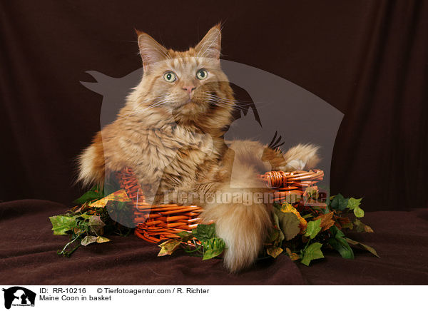 Maine Coon im Krbchen / Maine Coon in basket / RR-10216