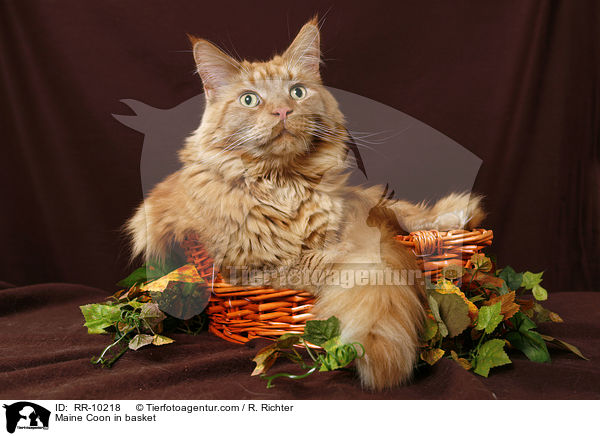 Maine Coon im Krbchen / Maine Coon in basket / RR-10218