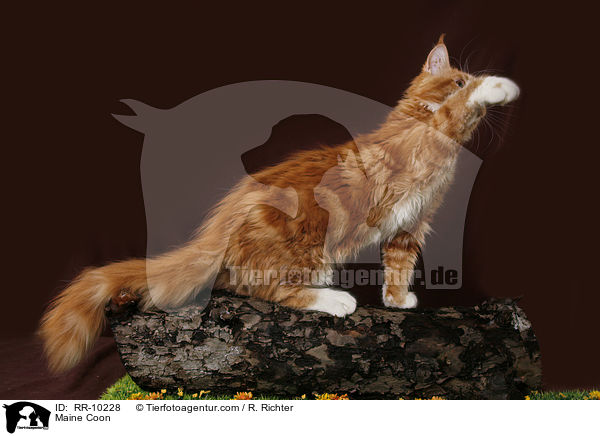 Maine Coon / RR-10228