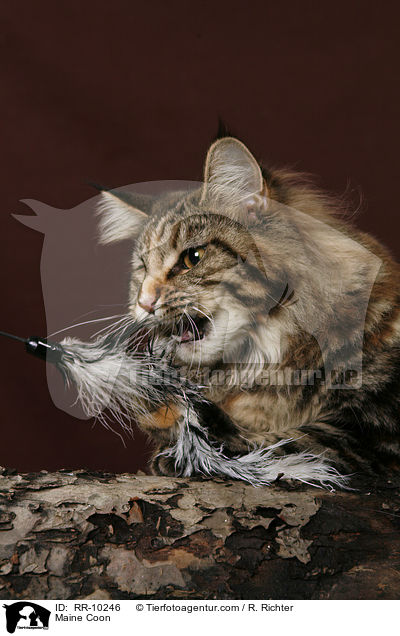 Maine Coon / Maine Coon / RR-10246