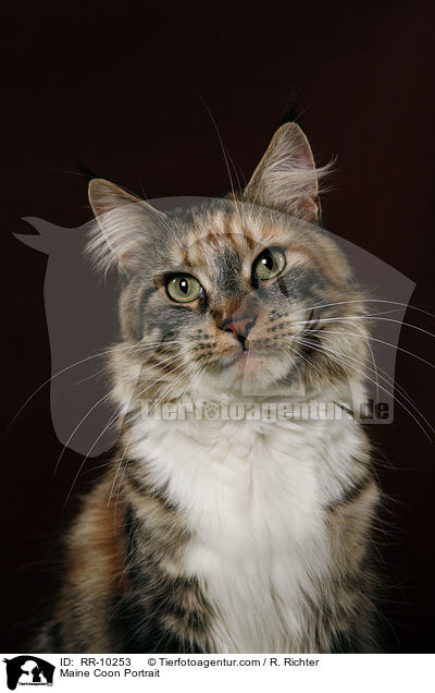 Maine Coon Portrait / Maine Coon Portrait / RR-10253
