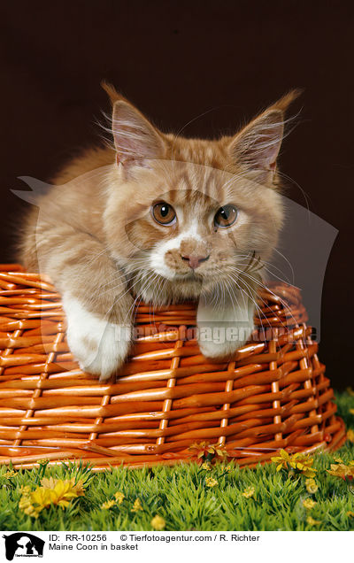 Maine Coon im Krbchen / Maine Coon in basket / RR-10256
