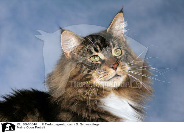 Maine Coon Portrait / Maine Coon Portrait / SS-06646
