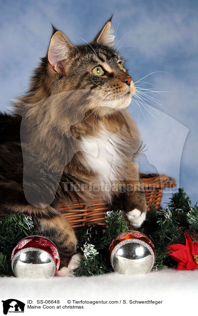 Maine Coon zu Weihnachten / Maine Coon at christmas / SS-06648