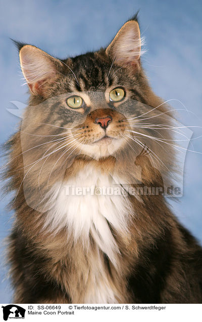 Maine Coon Portrait / Maine Coon Portrait / SS-06649
