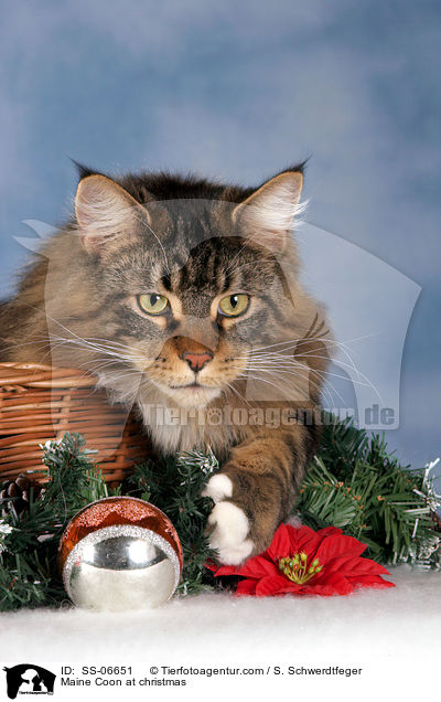 Maine Coon zu Weihnachten / Maine Coon at christmas / SS-06651