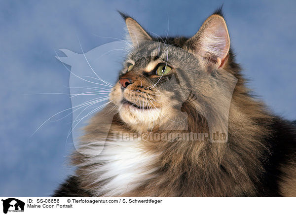 Maine Coon Portrait / Maine Coon Portrait / SS-06656