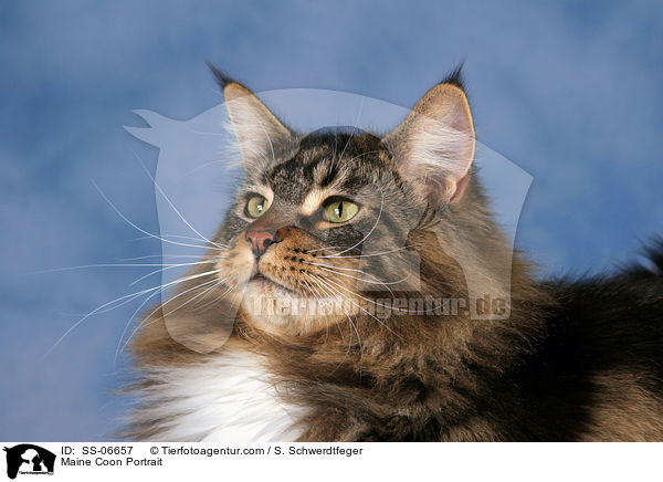 Maine Coon Portrait / Maine Coon Portrait / SS-06657